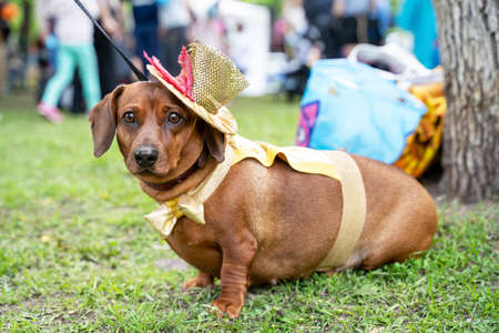 Portrait dog of the red fat Dachshund breed in costume circus performer, hat top hat, in the park at a parade festival dachshund in St. Petersburgの写真素材