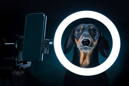 Spectacular portrait of cute blogger dachshund with cell phone stand with LED ring light, shot in dark. Freelance dog uses specialized equipment to create blog content.の写真素材