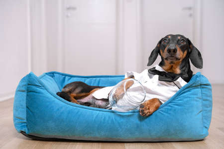 cute dog dachshund in a white shirt and tie butterfly after a party lies in bed with a hangover trying to sleepの写真素材