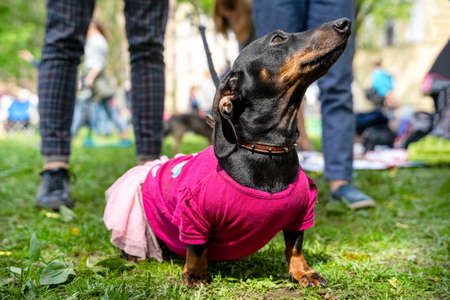 Portrait dog of the Dachshund breed in costume pink dress in the park at a parade festival dachshund in St. Petersburgの写真素材