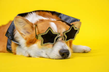 Cool rock star Welsh Corgi Pembroke dog in rocker leather jacket and glamorous gold star-shaped glasses lies on yellow background, copy space.の写真素材