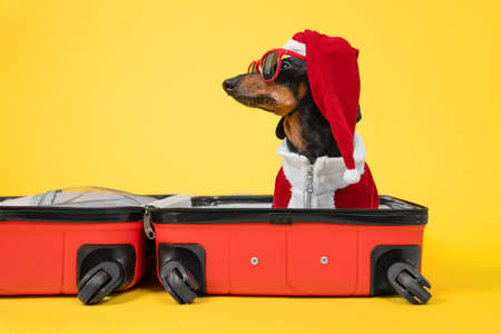 Adorable dachshund dog in Santa costume and hat, sunglasses is sitting in open suitcase, preparing to go on vacation for the Christmas holidays, yellow background. Vacation and travel concept with petの写真素材