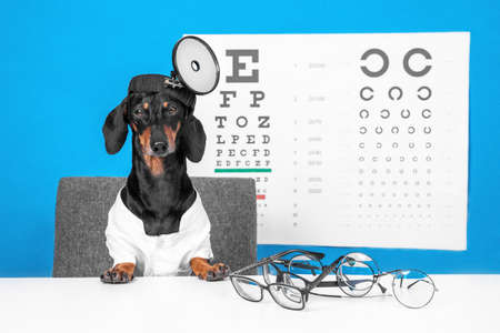 Cute dachshund dog ophthalmologist in doctor uniform with robe and head mirror, glasses for vision correction on the desktop, distant sight chart for eye test on background, front viewの写真素材