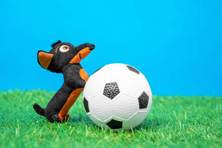 Soft plaything in shape of funny little dachshund dog put its front paws on toy soccer ball lying on green grass of artificial turf, blue background, front view, close up.の写真素材