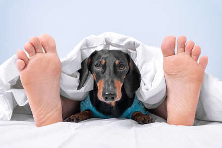 Owner and pet sleep together in bed at home or in room of dog-friendly hotel. Human feet stick out from under blanket and head of dachshund peeks out from under the cover between themの写真素材