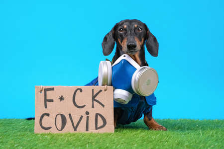 Dachshund dog in hazmat suit with safety respiratory mask to protect against viruses and polluted...