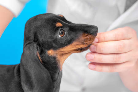 Human hand feeding cute little black and tan dachshund puppy. Adorable new pet at home concept. Bright blue background.の写真素材