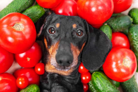 Funny dachshund dog lies covered with pile of fresh ripe tomatoes and cucumbers, top view. Creative advertising of healthy lifestyleの写真素材