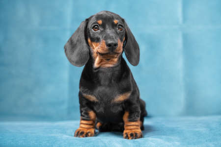 Cute serious recently adopted dachshund puppy sits on blue sofa in new home, front view. Charismatic baby dog with smart look poses.の写真素材