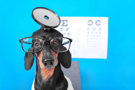 close up funny dachshund dog ophthalmologist in doctors costume with glasses for vision correction, professional equipment on the head, poster with letters for eye chart test on backgroundの写真素材