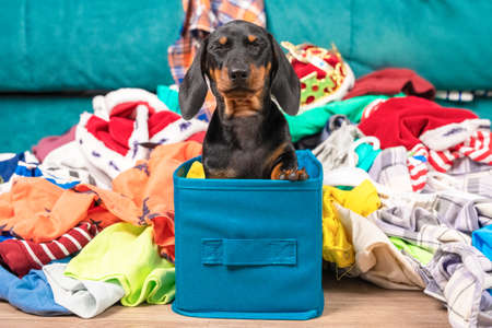 Funny dachshund puppy sits in cloth storage box screwing up eyes in fear, clothes scattered around. Naughty playful baby dog interferes with cleaning or packing stuff so he is waiting for punishment.の写真素材