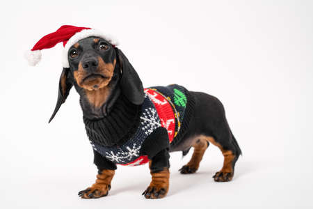 Cute serious dachshund puppy in Christmas sweater and Santa hat with fur obediently stands on white background, looks at someone and waits for holiday miracle, copy space.の写真素材