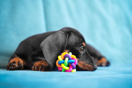 Baby dachshund tired plays and nibbles silicone toy to scratch teeth and not spoil furniture at new home. Special accessories for growing fangs of puppy.の写真素材