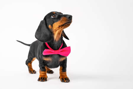 Cute fashionable dachshund puppy with pink bow tie around neck looks up with interest, front view, white background, copy space. Baby dog is waiting for something. Fancy costumes for pets.の写真素材