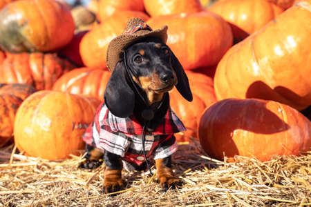 funny Dachshund puppy, dressed in a village check shirt and a cowboy hat, standing nearby a heap a pumpkin harvest at the fair in the autumn. dog prepares for Halloween, chooses a pumpkin.の写真素材
