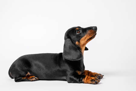 Baby dog listens carefully to handler during training. Obedient dachshund puppy executes the Lie...