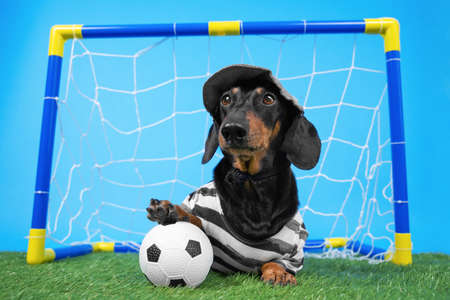 Dachshund in goalkeeper uniform and cap successfully protects football gate on green artificial grass. Put his paw on a soccer ball.の写真素材