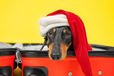Cute sad dachshund in Santa costume and hat is lying in empty open suitcase, packed for Christmas vacation, so that owners do not leave dog alone at home, close up. Closing borders and lockdown.の写真素材