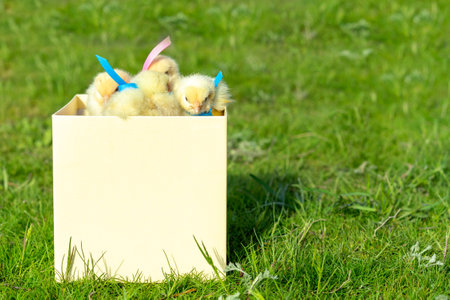 Little cute yellow chicken babies with pink and blue silk ribbons in paper box on green grass on sunny day. Creative idea of gender reveal party.の写真素材
