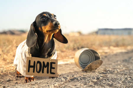 Unhappy small black dog in dirty clothes with plate Home stands near empty broken can on rural road on blurred background closeupの写真素材