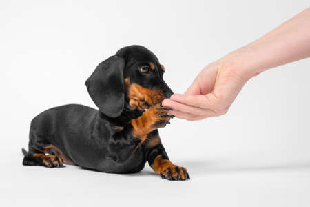 Woman owner hand giving delicious treat to adorable playful purebred dachshund puppy lying on white background close viewの写真素材