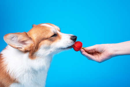 Owner gives juicy ripe strawberry to cute welsh corgi pembroke to eat on blue background, copy space for advertising text. Dog squints in pleasure. Harmful food for pets.の写真素材