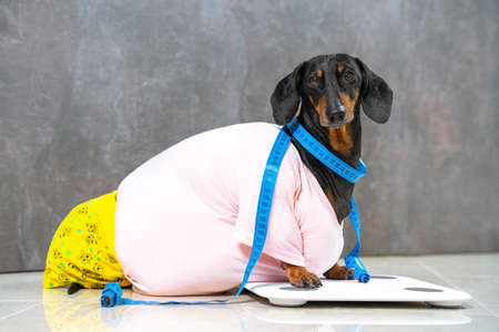 Fat dachshund on electronic scale wants to know its weight. Dog wrapped flexible centimeter ruler to make measurements before starting training and diet. Unhealthy lifestyle with irresponsible owner.の写真素材