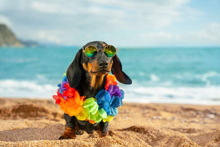 adorable dog dachshund, black and tan, sit sand at the beach sea on summer vacation holidays, wearing sunglasses and flower hawaiian chain.の写真素材