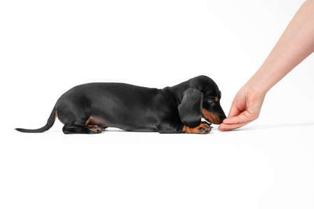 Handler teaches cute obedient dachshund puppy to lie down and gives treat as reward for good behavior, white background, copy space for advertising.の写真素材