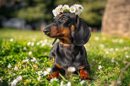 Portrait of lovely dachshund dog with beautiful flower wreath on its head in forest front view, blurred background copy space. Greeting postcardの写真素材