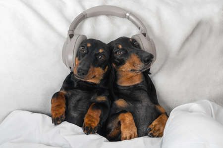 two cute dachshund dog wearing wireless headphones one for two listening to music lying in bed at...