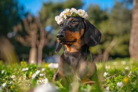 Happy dachshund puppy dog wearing wreath of daisies lies on green summer grass. Copy space for text.