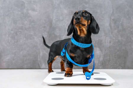 Cute hungry dachshund puppy Dog is wrapped in centimeter and stands on scales to make measurements, wants good shape so follows diet and leads active lifestyle.の写真素材