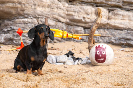 Cute dachshund dog has been stranded on deserted island and is now trying to survive in harsh conditions. Abandoned animal roasts caught prey on the fire. Humor about humanized pets.の写真素材
