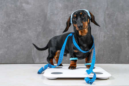 Cute dachshund puppy Dog in sportswear with wristbands on paws and headband protecting from sweat on head is wrapped in centimeter and stands on scales to make measurements, leads active lifestyle.の写真素材