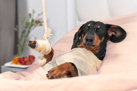 Poor dachshund dog in bandages and broken paw in plaster after injuries from accident lies in private room of rehabilitation veterinary center. Treatment of animals.の写真素材
