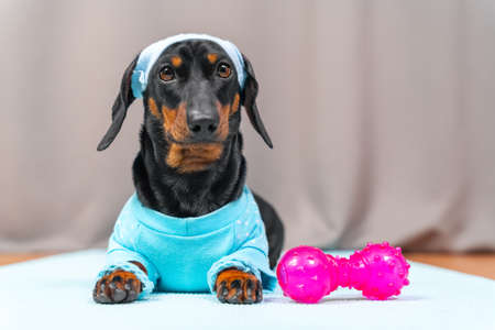 Active dachshund dog in sportswear with wristbands on paws and headband protecting from sweat on head finished training at home lies on gym mat and rubber dumbbellの写真素材