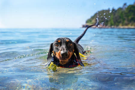 Cute dachshund puppy in swimming training floats in pond. Beautiful sunny active day in fresh air at resort. The need for proper physical activity for dogs.の写真素材