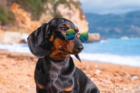 Portrait of cute dachshund puppy wearing sunglasses with polarized lenses to protect eyes from bright sun, and sitting on seashore, blurred background with beautiful seascape.の写真素材