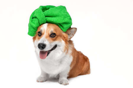 Adorable welsh corgi pembroke dog with green towel wrapped around head like turban sits after shower, isolated on white background, copy space. Advertising pet spa.の写真素材