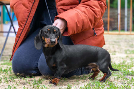 Person sat down on the ground, soiling jeans to put on collar with leash for puppy. Professional...