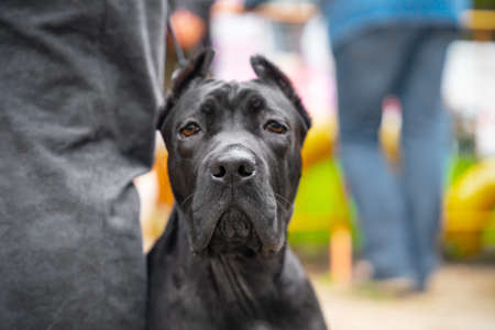 Portrait of young cane Corso dog sitting next to owner on the street during a walk, blurred background. Docile pet obediently waits or guards person, close up, front viewの写真素材