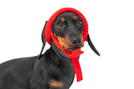 Portrait of lovely dachshund puppy wearing funny knitted hat with ties isolated on white background,...