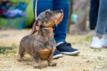 Funny gray Wirehaired Dachshund puppy on leash walks with owner on sand ground in city park on spring day extreme close viewの写真素材