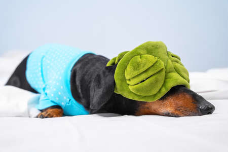 Lovely dachshund with light sleep put on funny plush green eye mask so that the light would not interfere with its sleep, and lay down on bed at home in bedroom or in dog-friendly hotel room.の写真素材