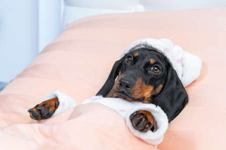 Baby dachshund in funny warm pajamas with hat lies under blanket going to sleep. Bed rest during illness.の写真素材
