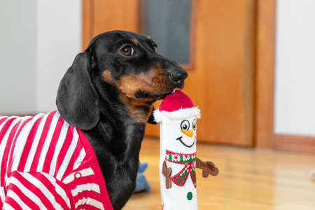 Owner bought new plaything for puppy to scratch growing teeth and take up the time of pet so that it does not make mess. Funny dachshund dog carries toy in shape of snowman.の写真素材