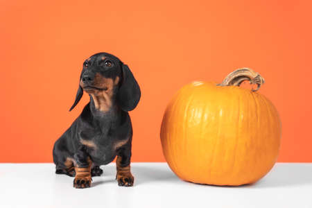 Funny dachshund puppy sits on orange background and pumpkin jack lantern, copy space. Preparing to celebrate halloween. cut a creepy or cute pumpkin for Halloween.の写真素材