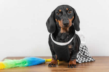 Cute dachshund puppy in maid uniform with apron sits on wooden surface, feather duster for cleaning nearby, front view. Puppy is ready for work after break.の写真素材
