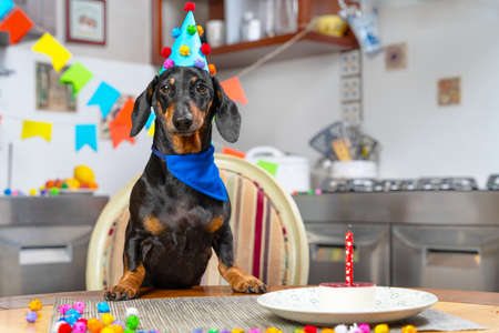 A cute dachshund puppy in a festive birthday cap and a blue tie at the table and a delicious cake with a candle to the background of a decorated kitchen.の写真素材